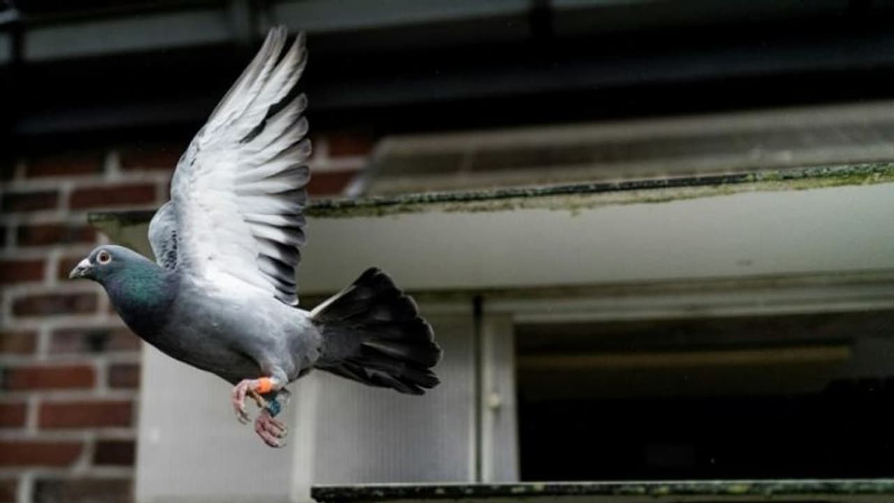 പിടികൂടിയത് തുറമുഖ പരിസരത്ത് നിന്ന്, കാലിൽ ചൈനീസ് കുറിപ്പ്, 8 മാസത്തിന് ശേഷം പ്രാവിന് മോചനം 