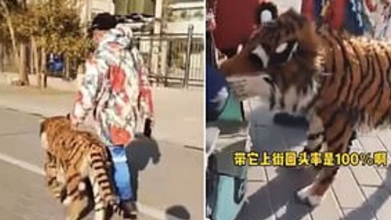 'ഹമ്മേ! കടുവയേയും കൊണ്ടാണോ നടക്കാനിറങ്ങുന്നത്'; വൈറലായി ചിത്രം