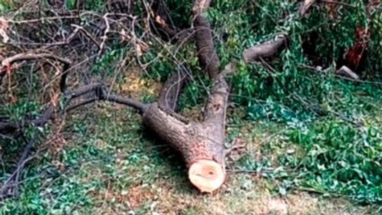 ಯಾದಗಿರಿ: ಶ್ರೀಗಂಧ ಕಳುವು ಮರೆಮಾಚಲು ಹೊಸ ಮರ ಕಡಿದು ತಂದಿಟ್ಟ ಖದೀಮರು..! ಯಾದಗಿರಿ: ಶ್ರೀಗಂಧ ಕಳುವು ಮರೆಮಾಚಲು ಹೊಸ ಮರ ಕಡಿದು ತಂದಿಟ್ಟ ಖದೀಮರು..!