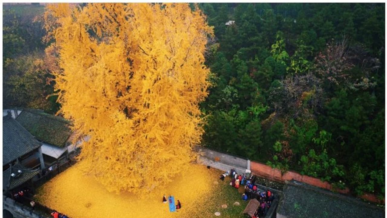 ആളുകൾ മണിക്കൂറുകളോളം കാത്തുനിന്ന് കാണുന്ന മരം!