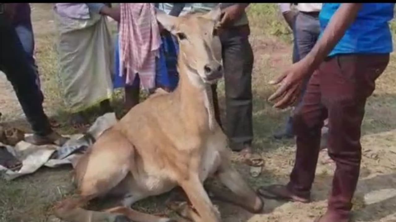 জাতীয় সড়কে দেখা মিলল জখম নীলগাই এর, শোরগোল বর্ধমানে জাতীয় সড়কে দেখা মিলল জখম নীলগাই এর, শোরগোল বর্ধমানে