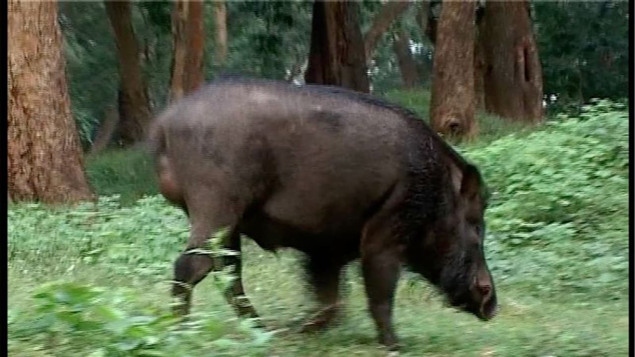 കൃഷിക്ക് ഭീഷണിയായ കാട്ടുപന്നിയെ വെടിവെച്ച് കൊല്ലാനുള്ള അനുമതി ഇന്ന് അവസാനിക്കും കൃഷിക്ക് ഭീഷണിയായ കാട്ടുപന്നിയെ വെടിവെച്ച് കൊല്ലാനുള്ള അനുമതി ഇന്ന് അവസാനിക്കും