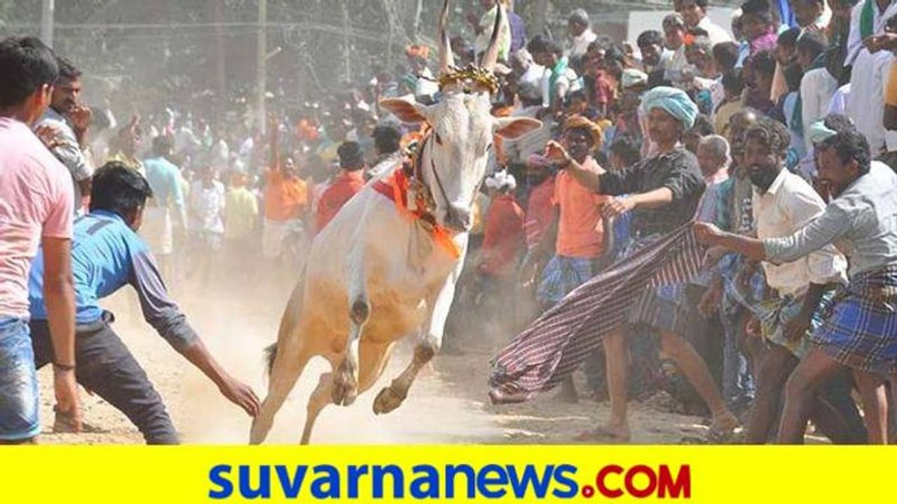 ಪೊಲೀಸ್ ನೋಟಿಸ್ಗೂ ಜಗ್ಗದೇ ಹೋರಿ ಬೆದರಿಸಿದರು..! ಪೊಲೀಸ್ ನೋಟಿಸ್ಗೂ ಜಗ್ಗದೇ ಹೋರಿ ಬೆದರಿಸಿದರು..!