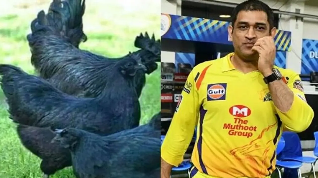 ms dhoni ipl: பீர் வியாபாரம், இப்போது கோழி பிஸ்னஸ் ! 2 ஆயிரம் கடக்நாத் கோழிகளை பண்ணைக்கு ஆர்டர் செய்த தோனி ms dhoni ipl: பீர் வியாபாரம், இப்போது கோழி பிஸ்னஸ் ! 2 ஆயிரம் கடக்நாத் கோழிகளை பண்ணைக்கு ஆர்டர் செய்த தோனி