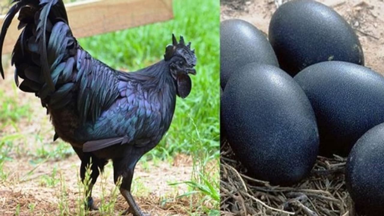 Business Idea মোটা আয়ের পথ খুঁজছেন? তাহলে শুরু করুন কড়কনাথ মুরগীর ব্যবসা,৫৩ হাজারের বিনিময়ে পাবেন ৩৫ লাখ