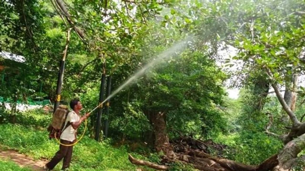 തീവ്രപരിചരണം, ക്വാറന്റൈൻ, പരിചരണം; 700 വർഷം പഴക്കമുള്ള ആൽമരത്തിന് പുനർജന്മം തീവ്രപരിചരണം, ക്വാറന്റൈൻ, പരിചരണം; 700 വർഷം പഴക്കമുള്ള ആൽമരത്തിന് പുനർജന്മം