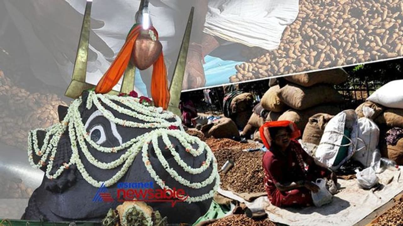 ಈ ವರ್ಷ ಕಡಲೆಕಾಯಿ ಪರಿಷೆಯಲ್ಲಿ ಕಡಲೆಕಾಯಿಯನ್ನೇ ಮಾರುವಂತಿಲ್ಲ! ಈ ವರ್ಷ ಕಡಲೆಕಾಯಿ ಪರಿಷೆಯಲ್ಲಿ ಕಡಲೆಕಾಯಿಯನ್ನೇ ಮಾರುವಂತಿಲ್ಲ!