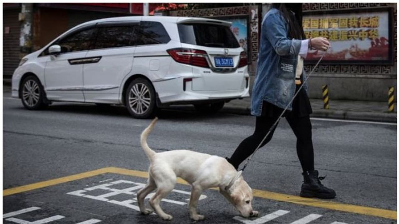 വളര്ത്തുനായയുമായി നടക്കാനിറങ്ങിയാല് നടപടി; നയം മാറ്റാനൊരുങ്ങി ഈ ചൈനീസ് നഗരം വളര്ത്തുനായയുമായി നടക്കാനിറങ്ങിയാല് നടപടി; നയം മാറ്റാനൊരുങ്ങി ഈ ചൈനീസ് നഗരം