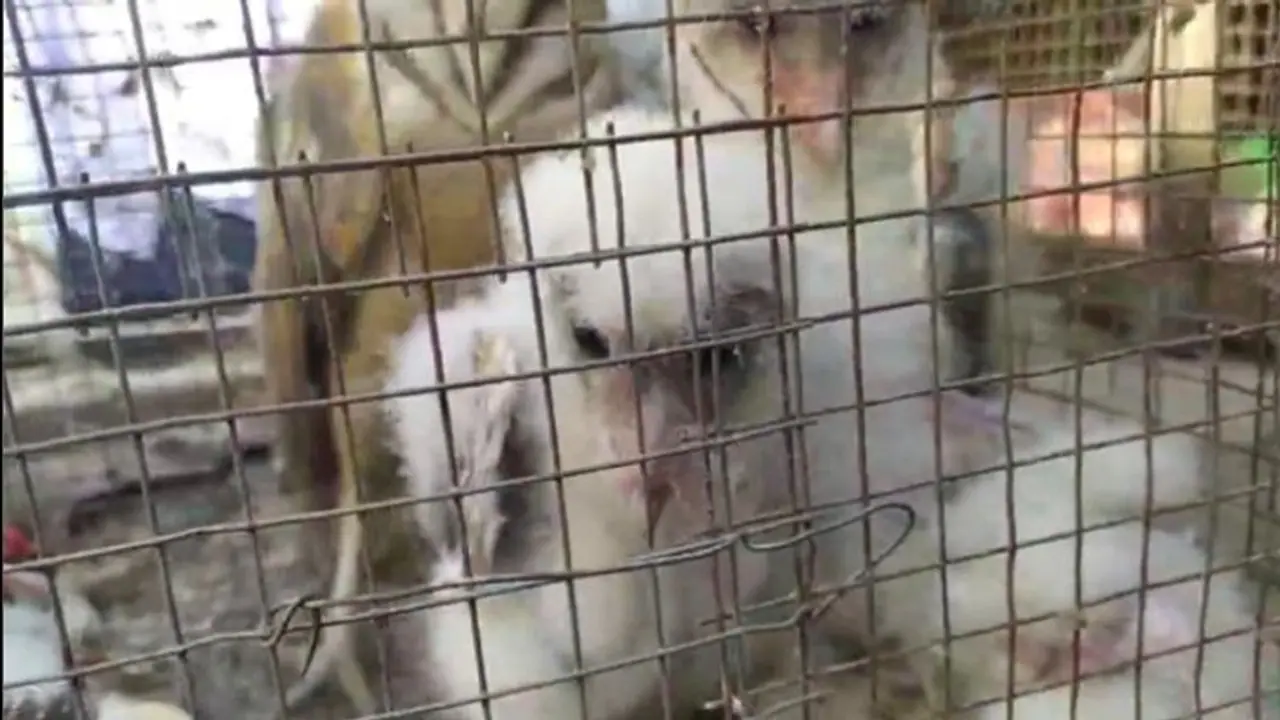 বাড়ির চিলেকোঠায় বিরলপ্রজাতির পেঁচার বাসা, শোরগোল মুর্শিদাবাদের