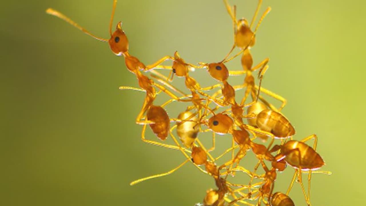 बारिश के मौसम में चीटियां घर में मचाते हैं कोहराम, इन 8 नुस्खों से उड़नछू हो जाएगी मुसीबत