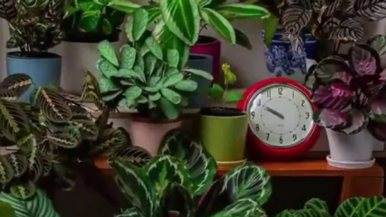 12 സെക്കന്ഡ് വീഡിയോ; ഇതുവരെ കണ്ടത് 70 ലക്ഷം പേര്... 12 സെക്കന്ഡ് വീഡിയോ; ഇതുവരെ കണ്ടത് 70 ലക്ഷം പേര്...