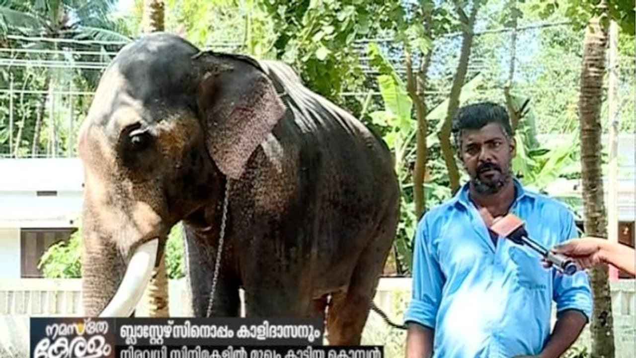 കൊമ്പ് കുലുക്കാന് ബ്ലാസ്റ്റേഴ്സ് ഇറങ്ങുമ്പോള് ഒറിജിനല് കൊമ്പന് ഇവിടുണ്ട് കൊമ്പ് കുലുക്കാന് ബ്ലാസ്റ്റേഴ്സ് ഇറങ്ങുമ്പോള് ഒറിജിനല് കൊമ്പന് ഇവിടുണ്ട്