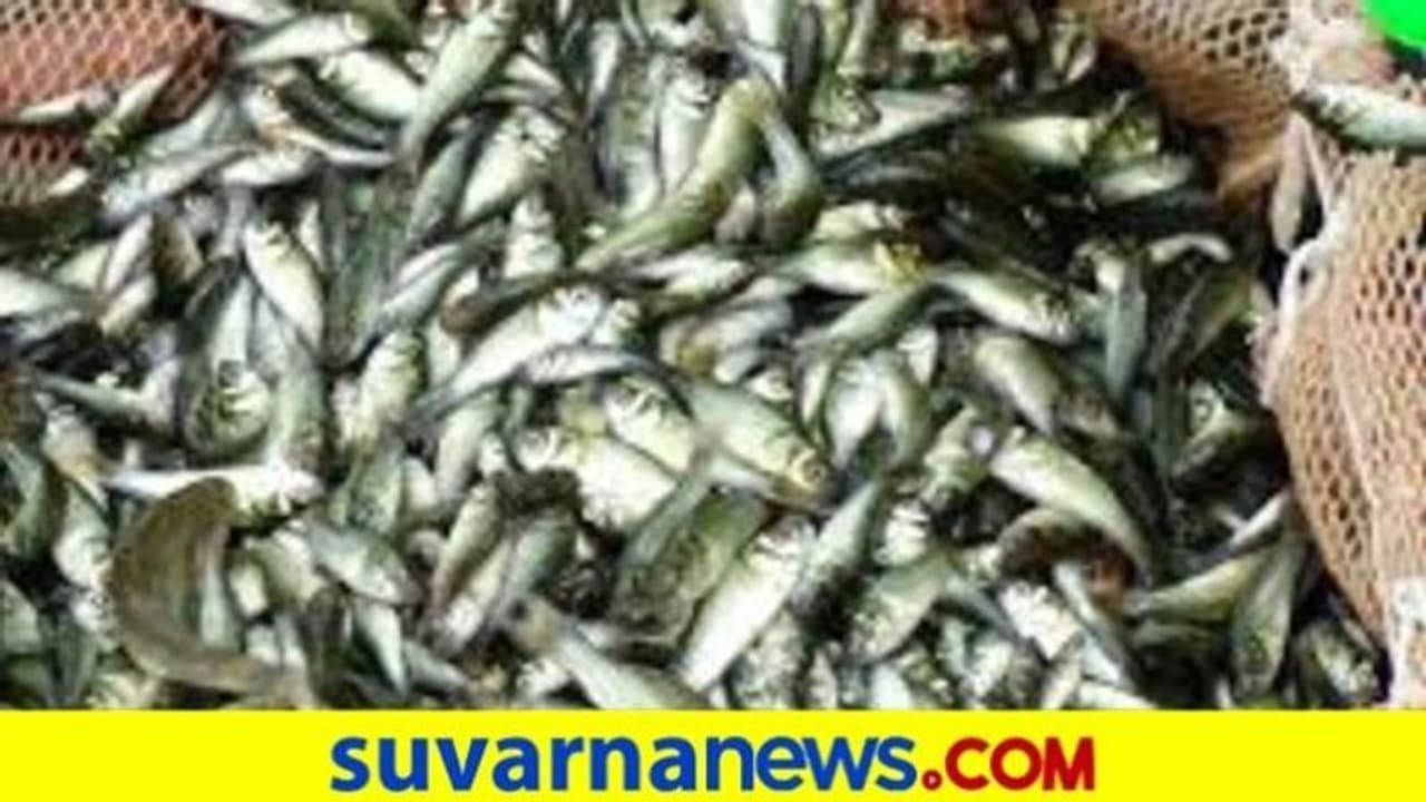 ಇನ್ಮುಂದೆ ಸರ್ಕಾರದಿಂದ ಆನ್ಲೈನ್ನಲ್ಲಿ ಮನೆ ಮನೆಗೆ ಮೀನು ಇನ್ಮುಂದೆ ಸರ್ಕಾರದಿಂದ ಆನ್ಲೈನ್ನಲ್ಲಿ ಮನೆ ಮನೆಗೆ ಮೀನು