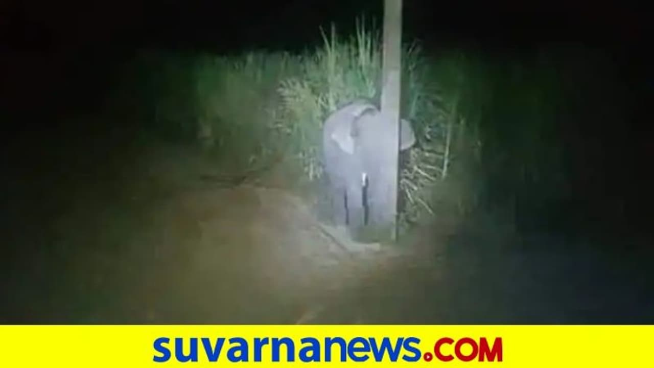 ಕದ್ದು ಕಬ್ಬು ತಿನ್ನೋವಾಗ ಸಿಕ್ಕಿಬಿತ್ತು ಪುಟ್ಟ ಆನೆ..! ಆಮೇಲೇನಾಯ್ತು ನೋಡಿ ಕದ್ದು ಕಬ್ಬು ತಿನ್ನೋವಾಗ ಸಿಕ್ಕಿಬಿತ್ತು ಪುಟ್ಟ ಆನೆ..! ಆಮೇಲೇನಾಯ್ತು ನೋಡಿ