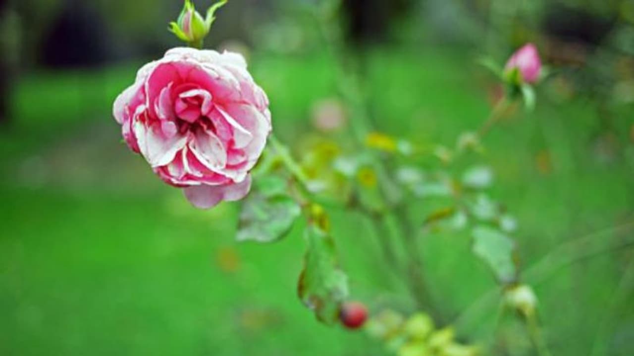 വരണ്ടുണങ്ങിപ്പോയ ചെടികളെ വീണ്ടെടുക്കാം വരണ്ടുണങ്ങിപ്പോയ ചെടികളെ വീണ്ടെടുക്കാം