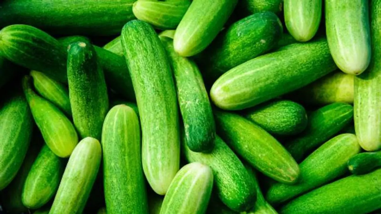 শসা রফতানিতে বিশ্বের শীর্ষে ভারত, লাভের মুখ দেখছেন কৃষকরা শসা রফতানিতে বিশ্বের শীর্ষে ভারত, লাভের মুখ দেখছেন কৃষকরা