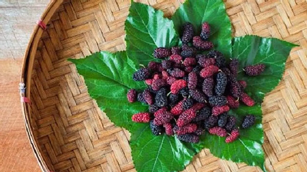 മള്ബറി കഴിക്കണമെന്ന് പറയുന്നതിന്റെ കാരണം ഇതാണ്! മള്ബറി കഴിക്കണമെന്ന് പറയുന്നതിന്റെ കാരണം ഇതാണ്!