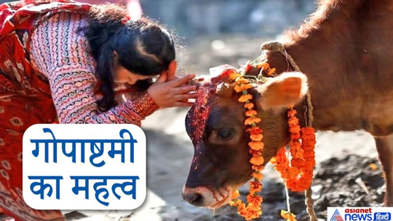गोपाष्टमी 22 नवंबर को, इस दिन करें गायों की पूजा, जानिए क्या है इस उत्सव का महत्व गोपाष्टमी 22 नवंबर को, इस दिन करें गायों की पूजा, जानिए क्या है इस उत्सव का महत्व