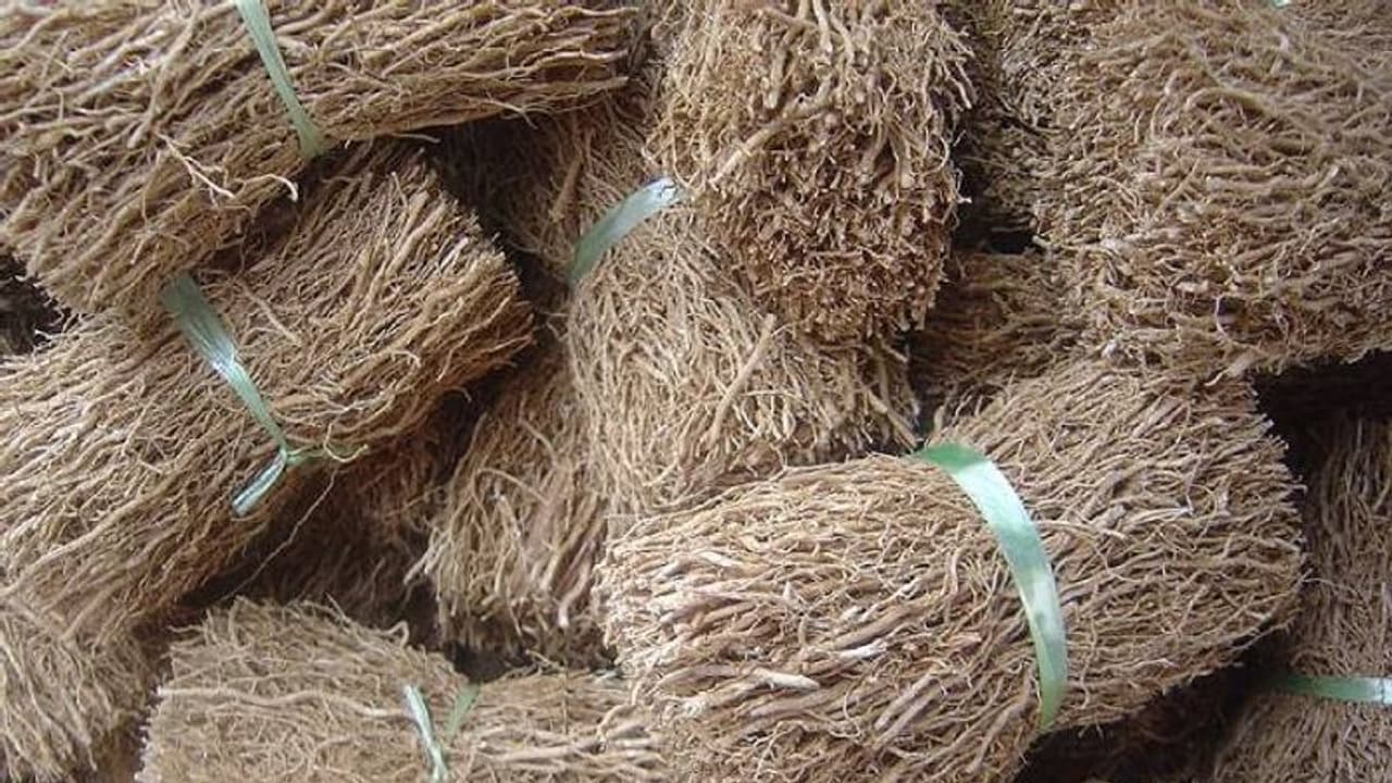 കരുതലിന്റെ വേരോട്ടവുമായി രാമച്ചം; കർഷകർക്ക് മികച്ച വരുമാനവും കരുതലിന്റെ വേരോട്ടവുമായി രാമച്ചം; കർഷകർക്ക് മികച്ച വരുമാനവും