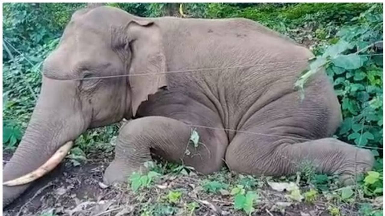 തൃശൂരിൽ വനത്തിനുള്ളിൽ കാട്ടാനയെ ചരിഞ്ഞ നിലയിൽ കണ്ടെത്തി തൃശൂരിൽ വനത്തിനുള്ളിൽ കാട്ടാനയെ ചരിഞ്ഞ നിലയിൽ കണ്ടെത്തി