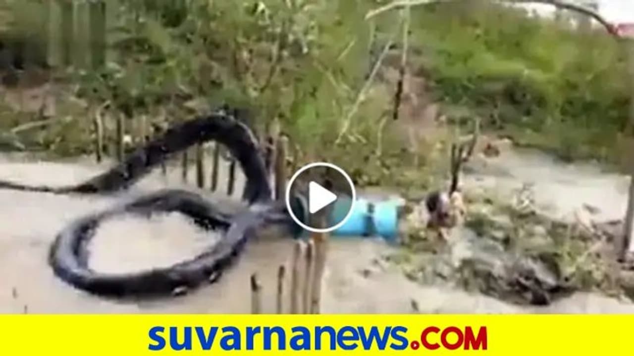 ಡ್ರಮ್‌ನಲ್ಲಿ ಸಿಕ್ಕಾಕೊಂಡ 50 ಅಡಿ ಉದ್ದದ ಹಾವು, ನೋಡಿದವರಿಗೆ ಶಾಕ್!