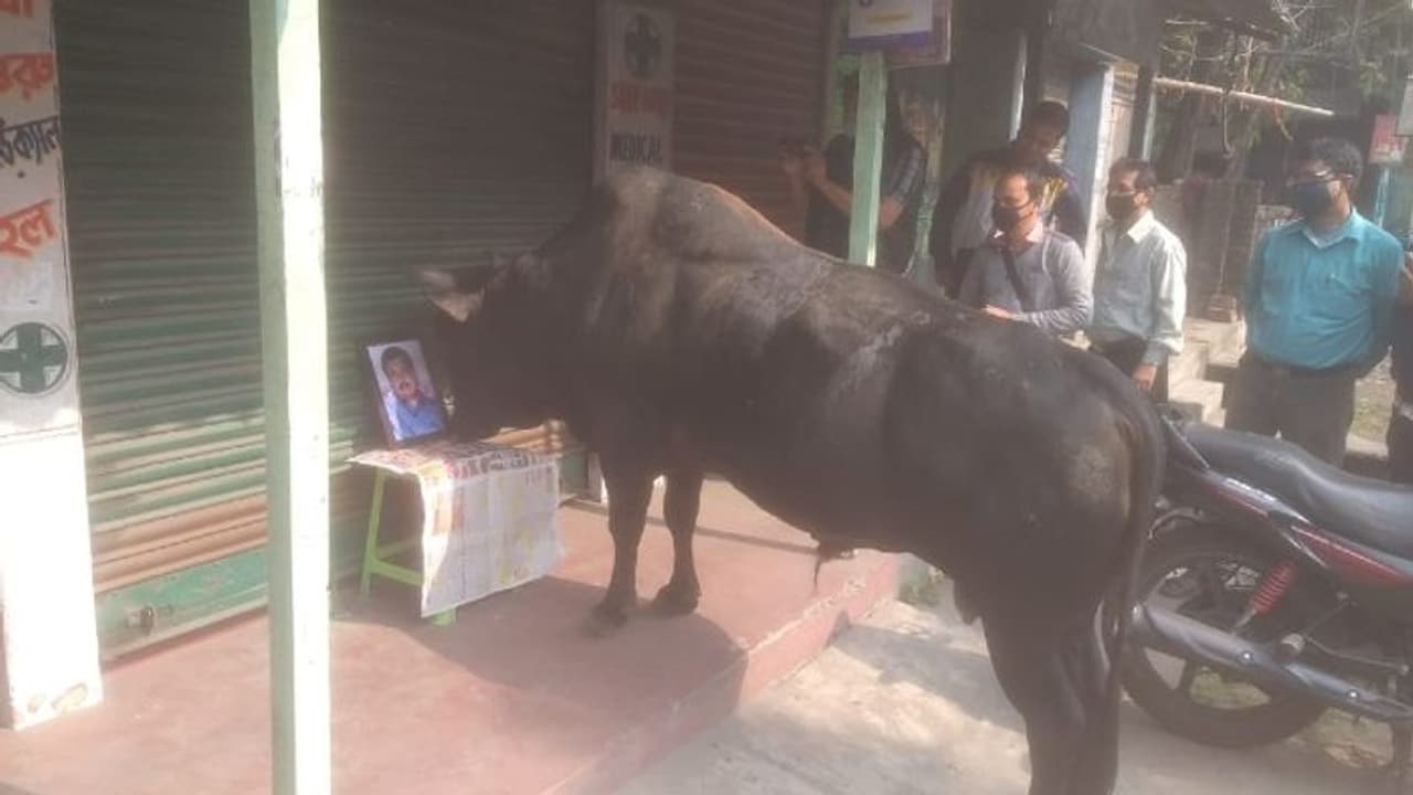 ষাঁড়ের গুঁতোয় ব্যবসায়ীর মৃত্যু, স্মরণসভায় এসে 'অনুশোচনা'য় চোখে জল অবলা প্রাণীটির