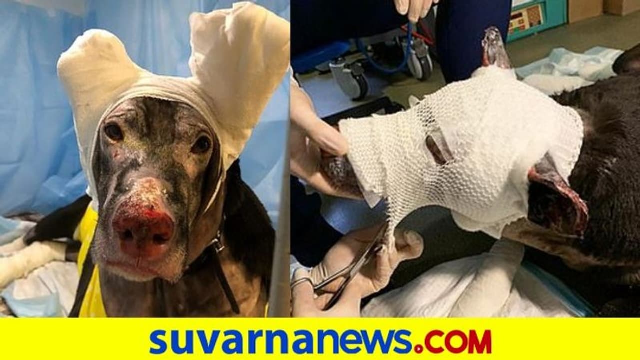 ಭಾರೀ ಬೆಂಕಿ ಅವಘಡ, ನಾಲ್ಕು ಮಂದಿಯ ಪ್ರಾಣ ಉಳಿಸಿ ಹೀರೋಯಿನ್ ಆದ ಶ್ವಾನ! ಭಾರೀ ಬೆಂಕಿ ಅವಘಡ, ನಾಲ್ಕು ಮಂದಿಯ ಪ್ರಾಣ ಉಳಿಸಿ ಹೀರೋಯಿನ್ ಆದ ಶ್ವಾನ!