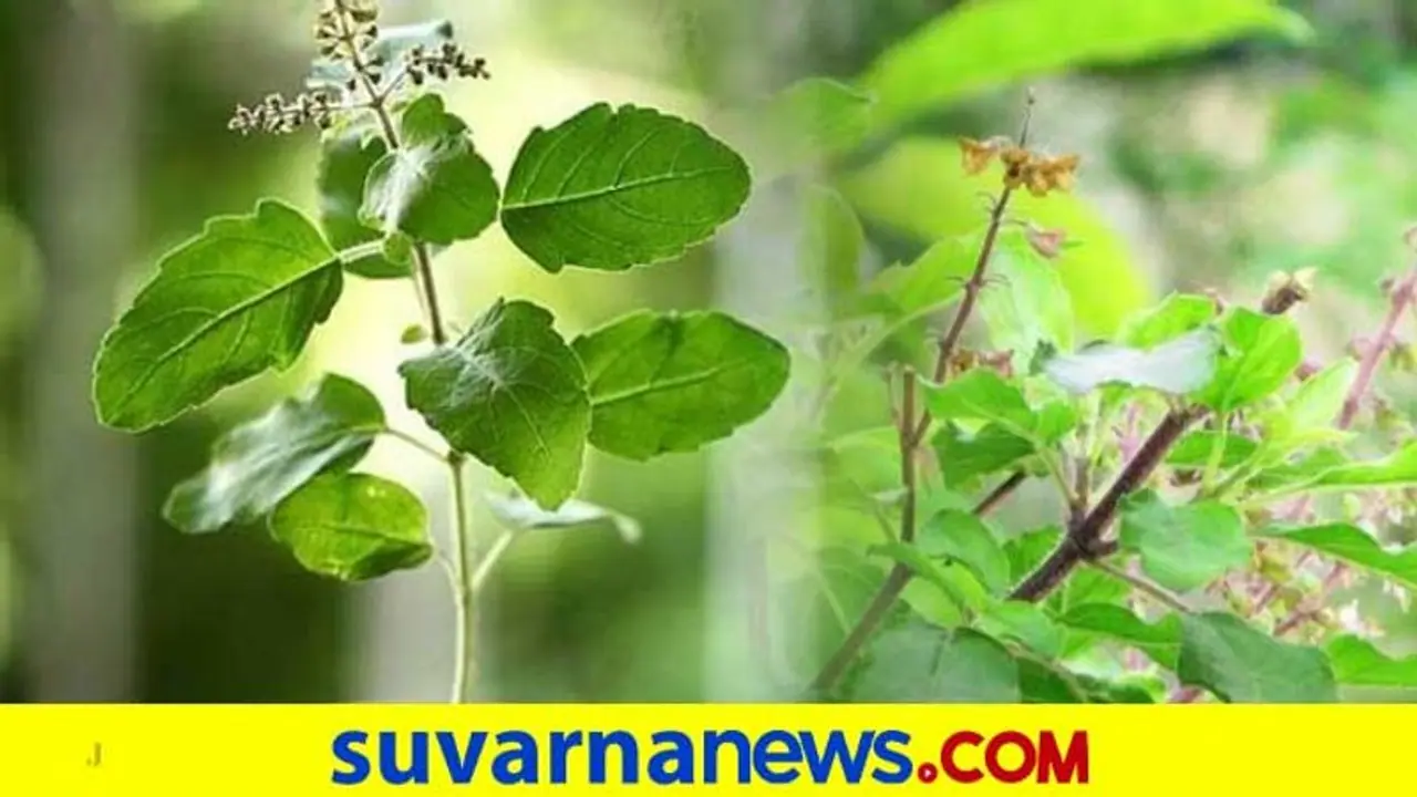 Tulsi plant Vastu: ತುಳಸಿಯಿಂದ ಸಂತೋಷ ಮನೆಗೆ ತರಲು ಹೀಗ್ಮಾಡಿ