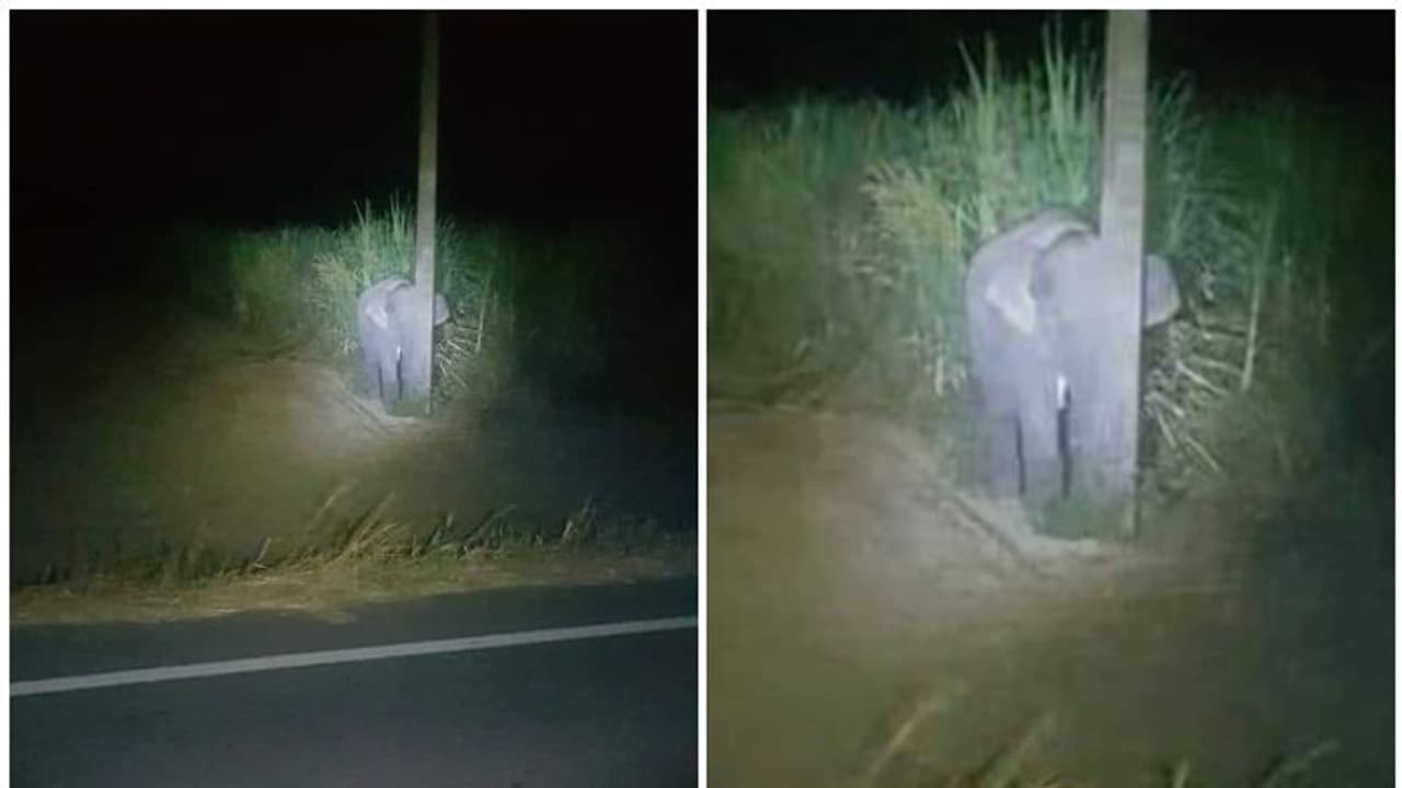 രാത്രിയില്‍ കരിമ്പ് മോഷ്ടിക്കുന്ന കുട്ടിയാന; വെെറലായി ചിത്രം