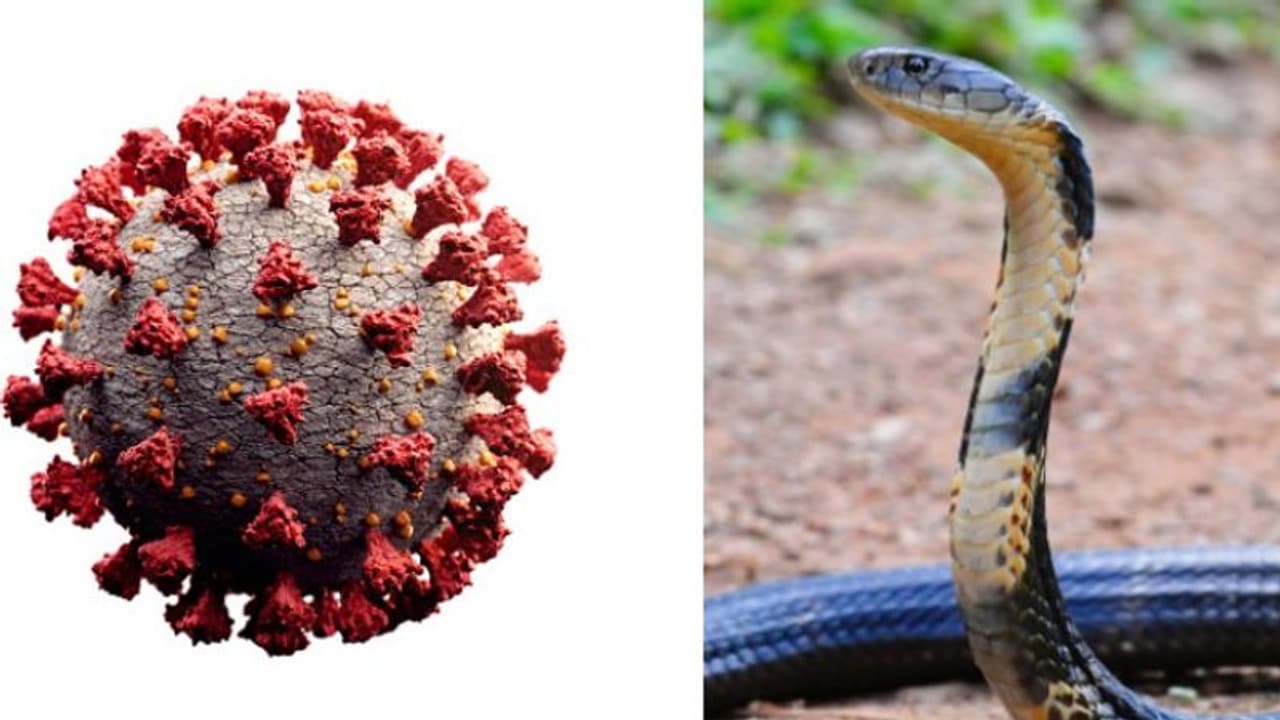 করোনা যোদ্ধার কাছে হার মানল কোবরা, ডেঙ্গু ও ম্যালেরিয়ার কাছে কাবু বিষধর সাপ