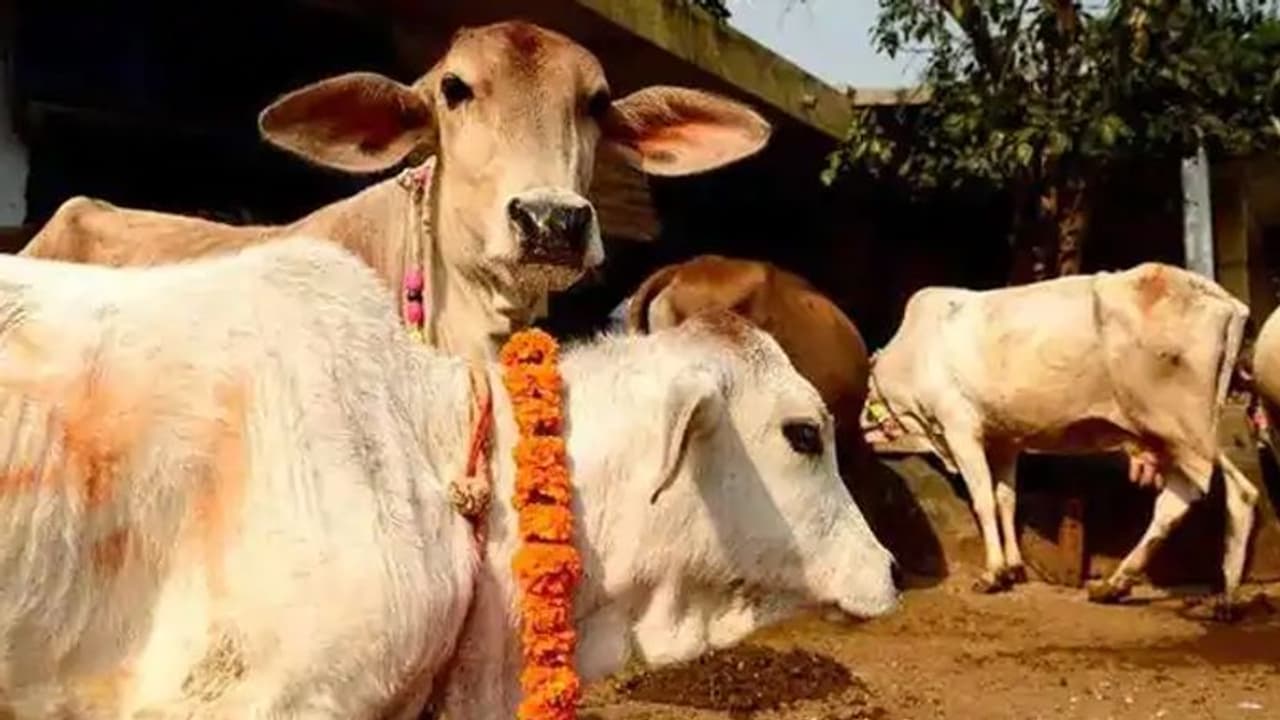 असम: डिब्रूगढ़ में 17 लाख रुपए में खुला गायों का अस्पताल, 30 किमी. के दायरे में मिलेंगी सेवाएं असम: डिब्रूगढ़ में 17 लाख रुपए में खुला गायों का अस्पताल, 30 किमी. के दायरे में मिलेंगी सेवाएं