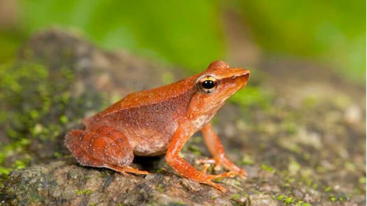 ಕೊರೋನಾದಿಂದಾಗಿ ಕಪ್ಪೆಗಳ ಜೀವ ಉಳೀತು!