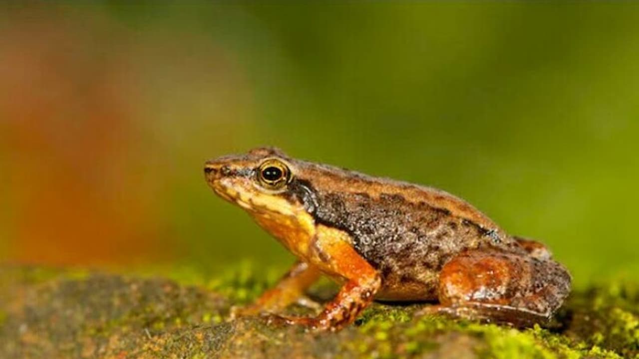 ఆటోలో వెడుతున్న బాలుడిమీద పడిన కప్ప.. బెదిరి కిందపడి విద్యార్థి మృతి.. ఆటోలో వెడుతున్న బాలుడిమీద పడిన కప్ప.. బెదిరి కిందపడి విద్యార్థి మృతి..