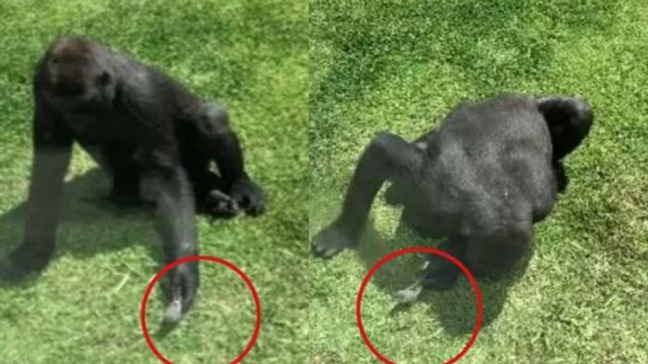 വീണുകിടക്കുന്ന കിളിയെ രക്ഷിക്കാൻ ശ്രമിക്കുന്ന ഗൊറില്ല; വീഡിയോ വൈറല്‍