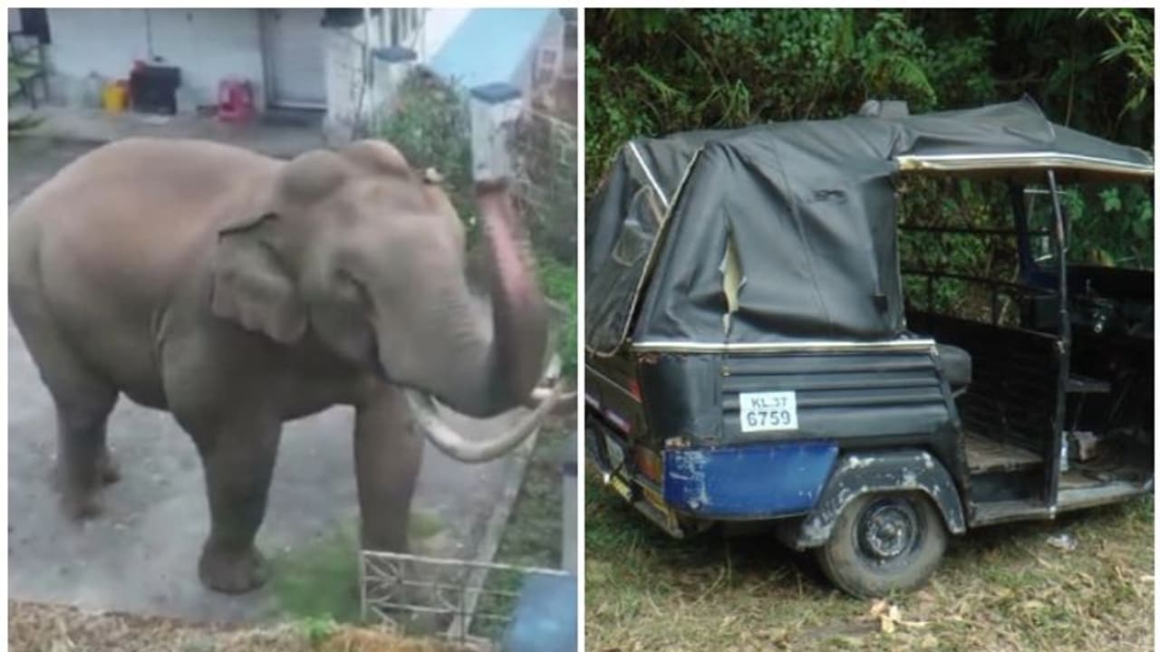 മൂന്നാർ ടൗണിൽ നിന്ന് വിരണ്ടോടിയ കാട്ടാന ഓട്ടോ തകർത്തു, ഡ്രൈവർ രക്ഷപ്പെട്ടത് തലനാരിഴയ്ക്ക് മൂന്നാർ ടൗണിൽ നിന്ന് വിരണ്ടോടിയ കാട്ടാന ഓട്ടോ തകർത്തു, ഡ്രൈവർ രക്ഷപ്പെട്ടത് തലനാരിഴയ്ക്ക്