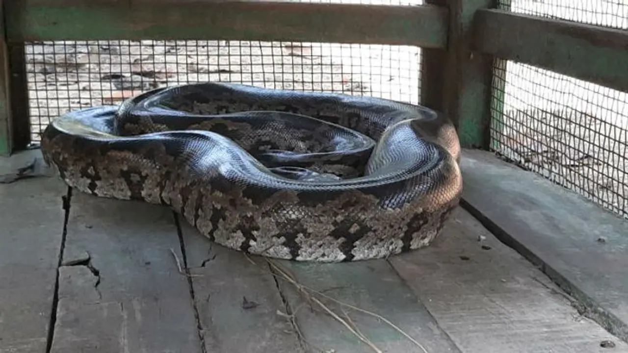 খামার থেকে উদ্ধার ১৫ কেজি ওজনের বিশালকার পাইথন, পুরুলিয়ায় চাঞ্চল্য খামার থেকে উদ্ধার ১৫ কেজি ওজনের বিশালকার পাইথন, পুরুলিয়ায় চাঞ্চল্য