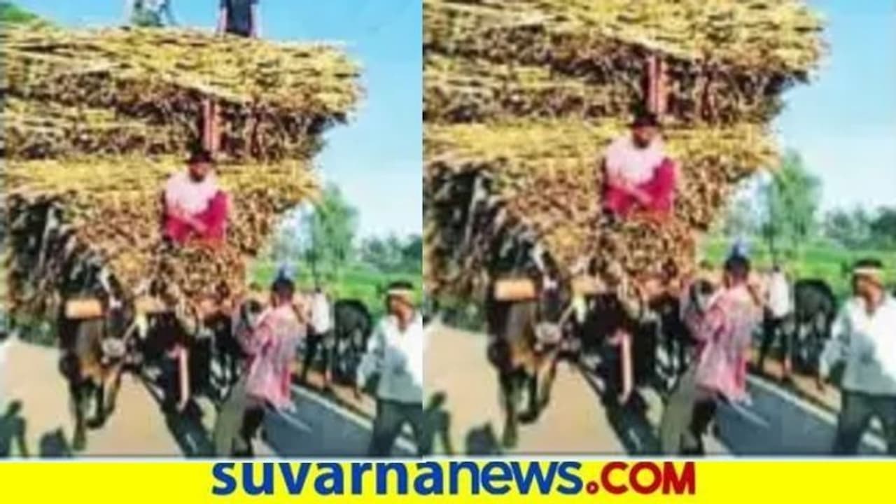 ಎತ್ತುಗಳ ಮೇಲೆ 14 ಟನ್‌ ಕಬ್ಬು: ಪ್ರಕರಣ ದಾಖಲು