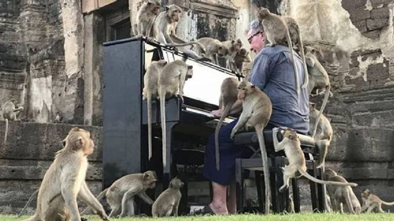 കുരങ്ങന്മാര്‍ക്ക് വേണ്ടി പിയാനോ വായിച്ച് സംഗീതജ്ഞൻ; വീഡിയോ വൈറല്‍