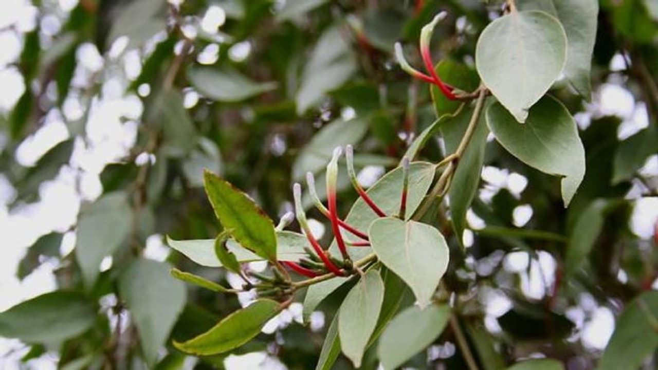 ഇത്തിൾക്കണ്ണിയെ കുത്തിക്കളയുക പരാദ സസ്യങ്ങളെ സൂക്ഷിക്കുക ഇത്തിൾക്കണ്ണിയെ കുത്തിക്കളയുക പരാദ സസ്യങ്ങളെ സൂക്ഷിക്കുക