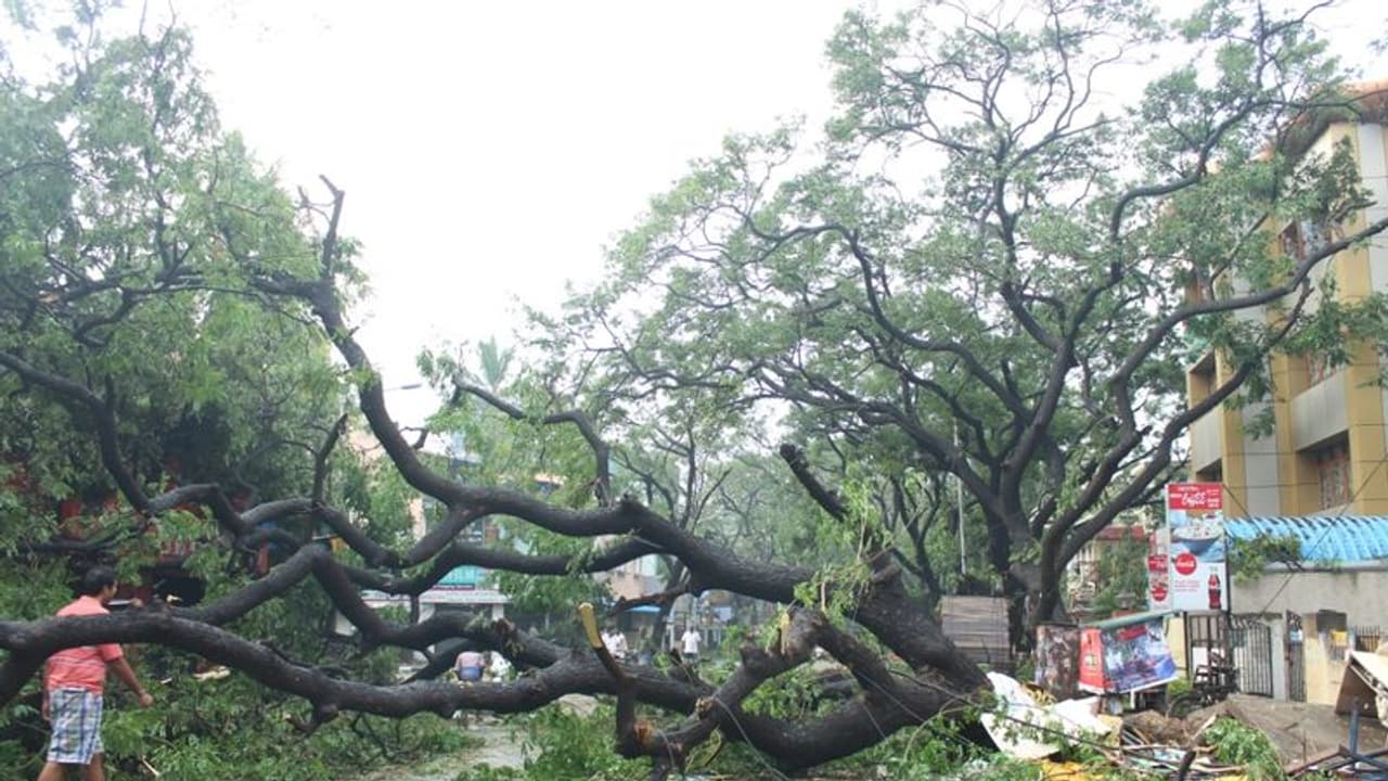 சென்னையில் மிச்சம் மீதி மரங்களையும் வேருடன் பிடுங்கிய நிவர்..!! இதுக்கு நிலம், கஜா, நாடா, தானே எவ்வளவோ மேல். சென்னையில் மிச்சம் மீதி மரங்களையும் வேருடன் பிடுங்கிய நிவர்..!! இதுக்கு நிலம், கஜா, நாடா, தானே எவ்வளவோ மேல்.