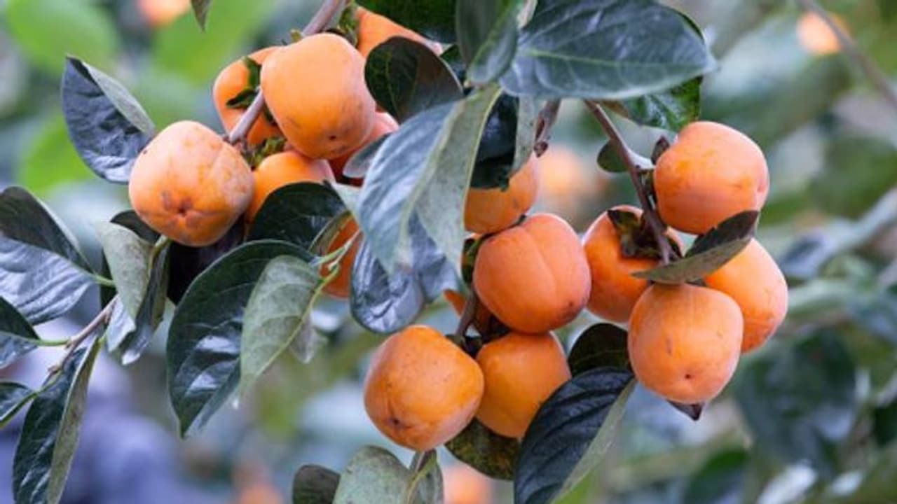 ആപ്പിളിനേക്കാൾ പോഷകപ്രദവും രുചികരവും; കാക്കിപ്പഴത്തിന്റെ സാധ്യതകൾ