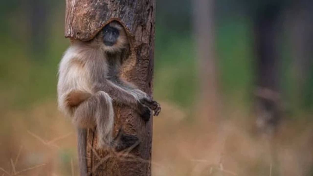 ആ പെർഫെക്ട് ക്ലിക്കിന് പിന്നിൽ; അപൂർവമായ ചിത്രത്തെ കുറിച്ച് ഫോട്ടോഗ്രാഫർ പറയുന്നത് ആ പെർഫെക്ട് ക്ലിക്കിന് പിന്നിൽ; അപൂർവമായ ചിത്രത്തെ കുറിച്ച് ഫോട്ടോഗ്രാഫർ പറയുന്നത്
