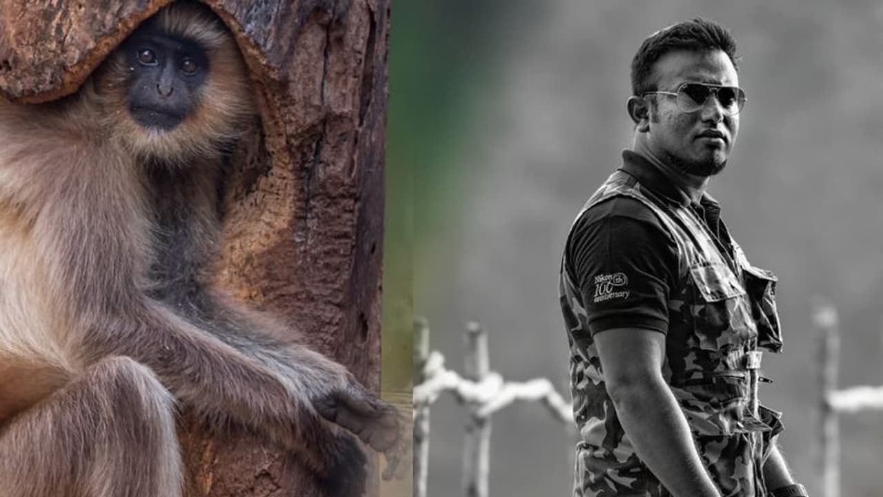 গাছের পেটে হনুমান, বাঘের ছবি তুলতে গিয়ে আশ্চর্য ঘটনার সাক্ষী বন্যপ্রাণ ফটোগ্রাফারের গাছের পেটে হনুমান, বাঘের ছবি তুলতে গিয়ে আশ্চর্য ঘটনার সাক্ষী বন্যপ্রাণ ফটোগ্রাফারের