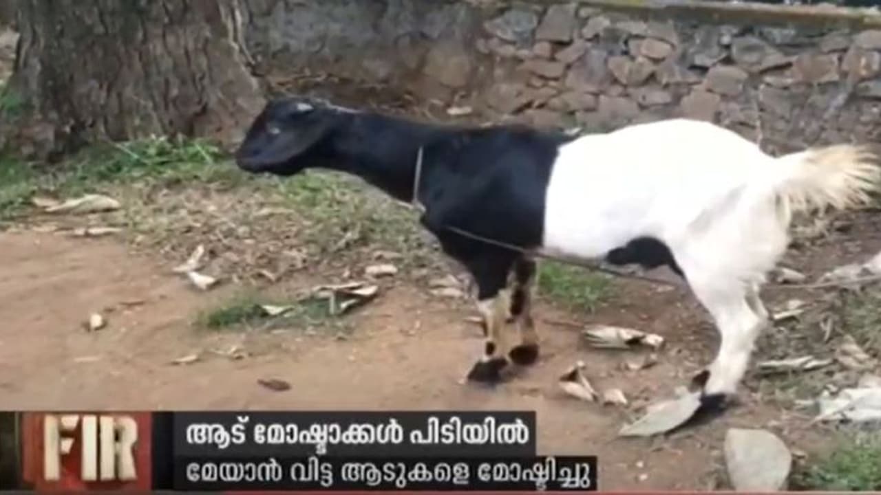 മോഷ്ടിച്ച് കശാപ്പിന് നല്കിയത് 25,000 രൂപ വിലയുള്ള ആടിനെ; രണ്ടുപേർ അറസ്റ്റിൽ മോഷ്ടിച്ച് കശാപ്പിന് നല്കിയത് 25,000 രൂപ വിലയുള്ള ആടിനെ; രണ്ടുപേർ അറസ്റ്റിൽ