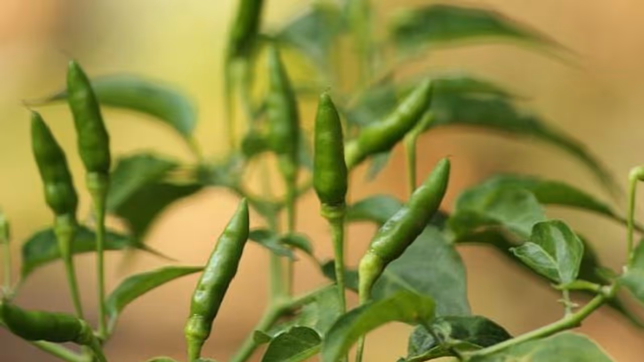 കാന്താരി മുളകു കൃഷി റബ്ബറിനേക്കാൾ ആദായകരം കാന്താരി മുളകു കൃഷി റബ്ബറിനേക്കാൾ ആദായകരം