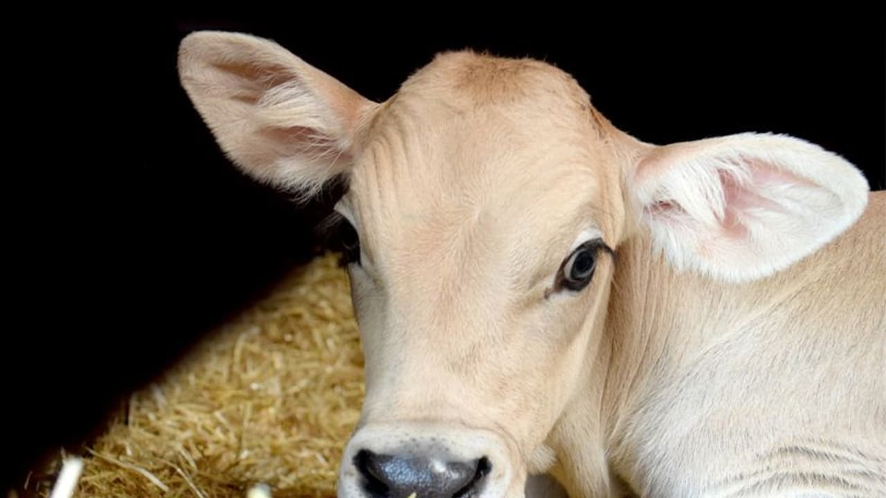 ಕಷ್ಟದಲ್ಲಿರೋರಿಗೆ ಸರ್ಕಾರದಿಂದ ಹಸುವಿನ ಕರು ವಿತರಣೆ ಕಷ್ಟದಲ್ಲಿರೋರಿಗೆ ಸರ್ಕಾರದಿಂದ ಹಸುವಿನ ಕರು ವಿತರಣೆ