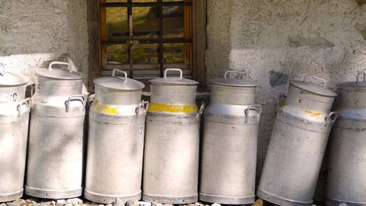 ജൈവപാലുല്പാദനത്തിന്റെ പ്രധാന കടമ്പ കാലിത്തീറ്റ ജൈവപാലുല്പാദനത്തിന്റെ പ്രധാന കടമ്പ കാലിത്തീറ്റ