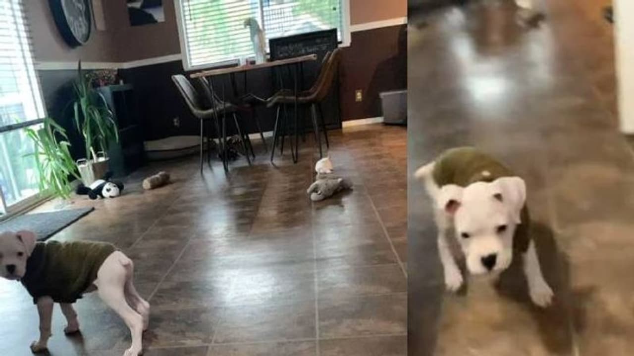 ശക്തിയില് ഒന്ന് കുരച്ചതാ; പിന്നീട് വളര്ത്തുനായയ്ക്ക് സംഭവിച്ചത്... ശക്തിയില് ഒന്ന് കുരച്ചതാ; പിന്നീട് വളര്ത്തുനായയ്ക്ക് സംഭവിച്ചത്...