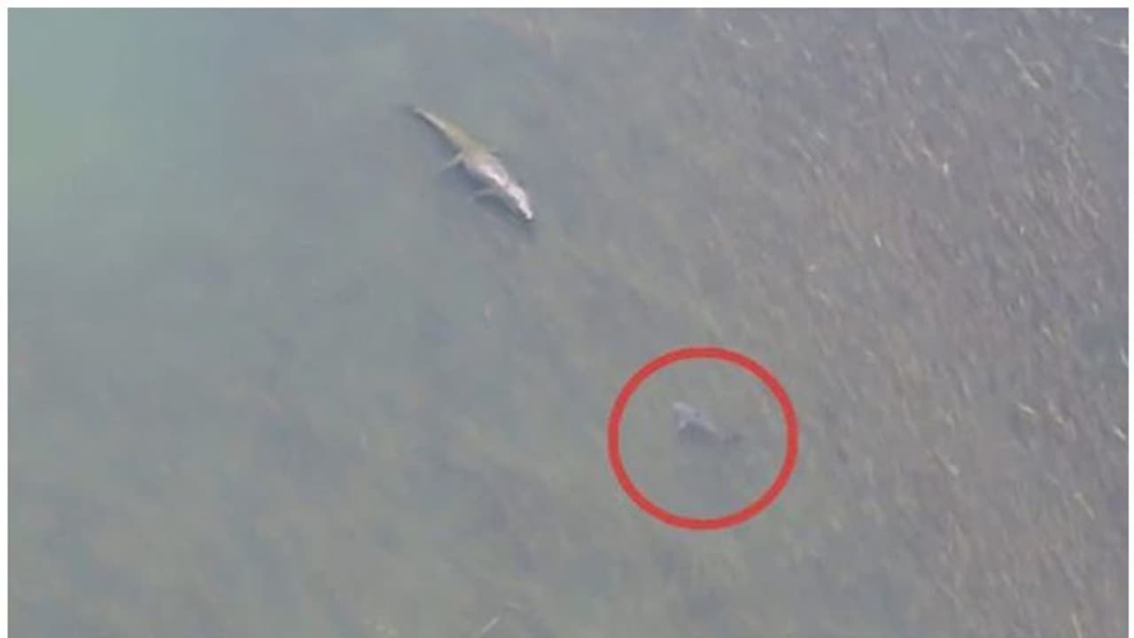 മുതലയും സ്രാവും നേർക്കുനേർ; സംഭവിച്ചത് ഇതായിരുന്നു, വീഡിയോ കാണാം