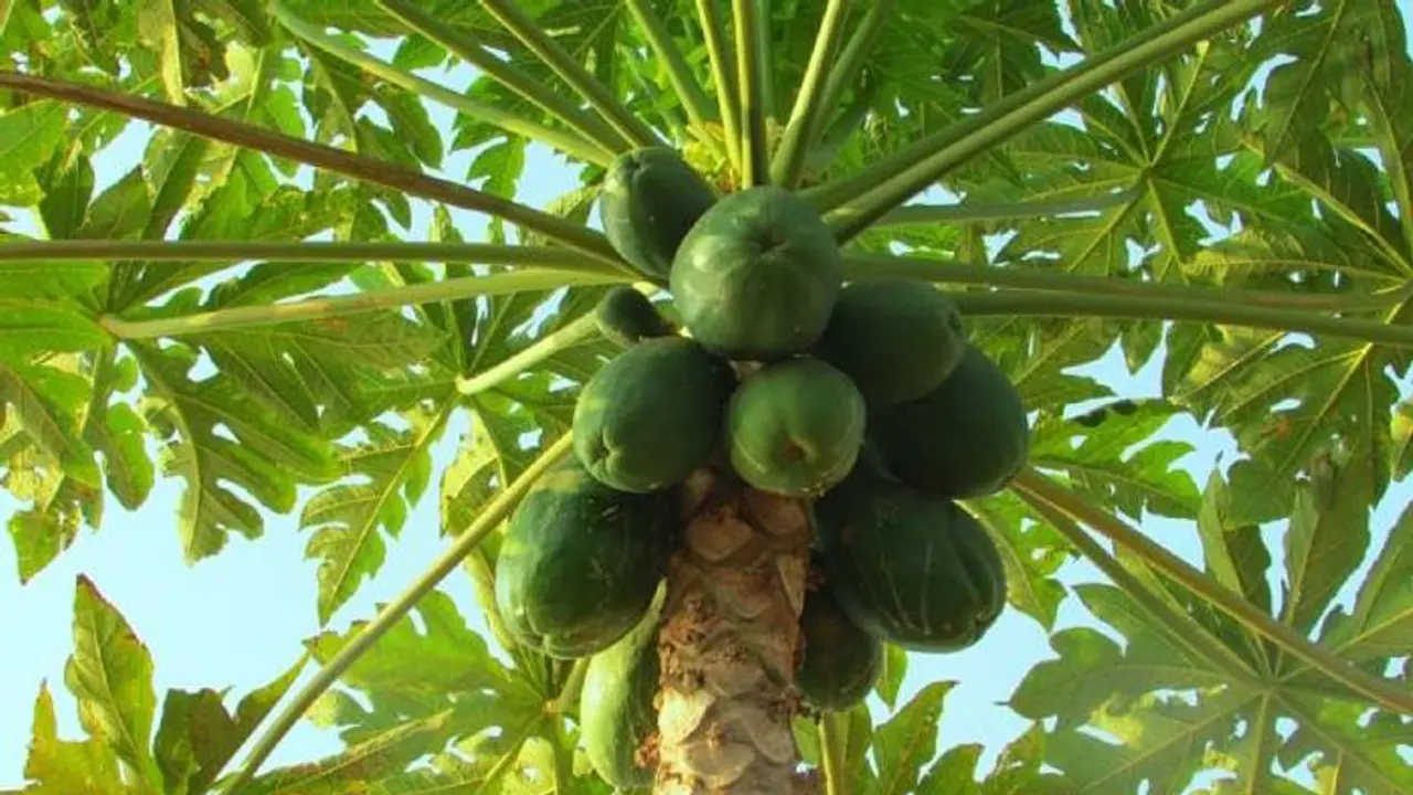 வீட்டு முன்பு பப்பாளி மரம் வளர்க்கலாமா? வளர்த்தால் வாஸ்துபடி என்ன நடக்கும்?